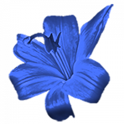 15 Blue flower png for free download on mbtskoudsalg