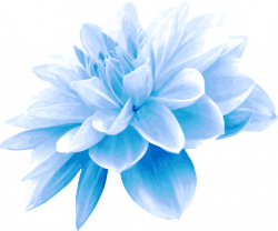 Blue Flower Images Png | Djiwallpaper.co
