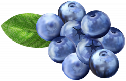 Blueberries PNG Clip Art Image | Gallery Yopriceville - High ...