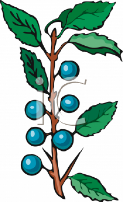 Clipart Picture of Blueberries Still on the Plant - foodclipart.com