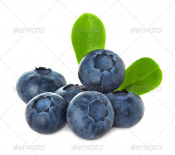 35 best Bluberry logo images on Pinterest | Blueberries, Blueberry ...