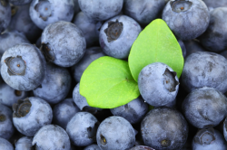 Pterostilbene Review: Powerful Berry Antioxidant for Long-Term Brain ...