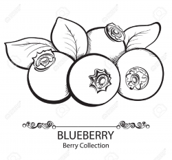 28+ Collection of Blueberry Clipart Black And White | High quality ...