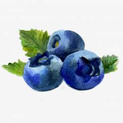 Blueberry Fruit Watercolor, Blueberry, Watercolor, Fruit PNG Image ...
