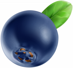 Blueberry PNG Clip Art Image | Gallery Yopriceville - High ...