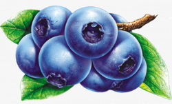 Blue Blueberry Fruit, Blue, Fruit, Blueberry PNG Image and Clipart ...