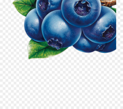 Blueberry Juice Bilberry Fruit Clip art - blueberry png download ...