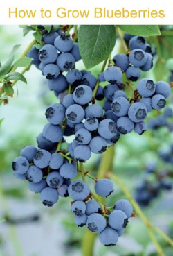 53 best Blueberries images on Pinterest | Blueberries, Blueberry and ...