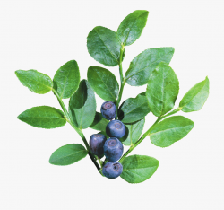 Shrub Clipart Blueberry Bush - Blueberry Bush Transparent ...