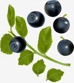 Hd Blueberries, Hd, Blueberry, Fruit PNG Image and Clipart for Free ...
