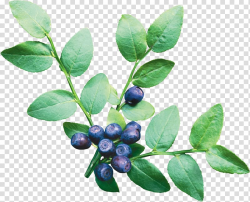 European blueberry Vaccinium corymbosum Fruit, Blueberries ...