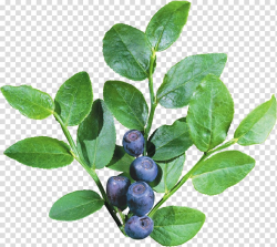Blueberry Icon, Blueberries transparent background PNG ...
