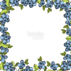 Vector Blueberry blue and green engraved ink art. Berries ...