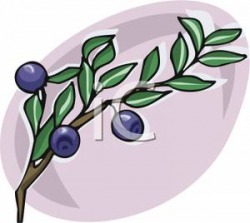 Blueberries Growing on a Branch - Royalty Free Clipart Picture