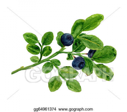 Stock Illustration - A branch of blueberries. Clip Art gg64961374 ...