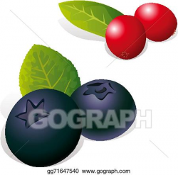 Vector Art - Blueberry and cranberry . Clipart Drawing gg71647540 ...