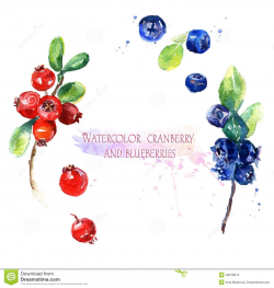 Watercolor Illustration, Cranberry And Blueberries | иллюстрации ...