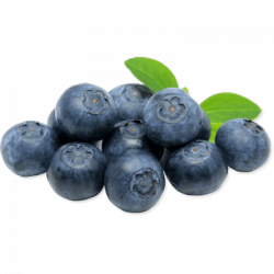 Blueberries Drawing transparent PNG - StickPNG