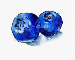 Blueberry, Hand Painted Blueberry, Drawing Blueberries, Creative ...