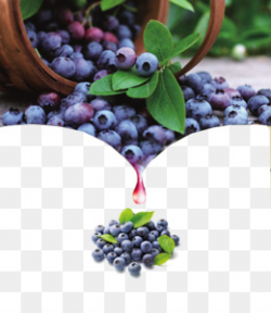 Blackcurrant Blueberry Clip art - Blueberry Vector png download ...