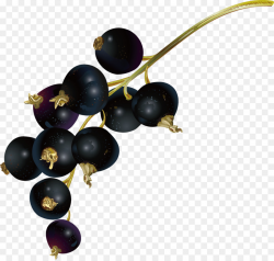 Juice Blueberry Fruit Bilberry - Blueberry fruit png download - 953 ...
