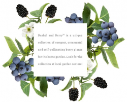 31 best Berries On The Patio images on Pinterest | Herb garden ...