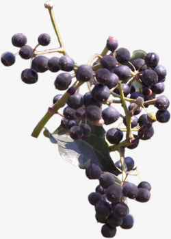 Beautiful Hand-painted Blueberry Fruit Branch, Beautiful Blueberries ...