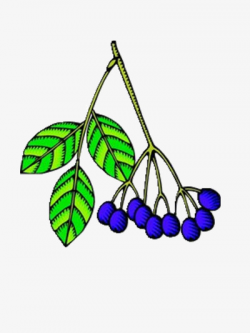 Colorful Blueberries, Fruit, Leaf, Blue PNG Image and Clipart for ...