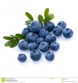 Blueberry clipart fresh - Pencil and in color blueberry clipart fresh