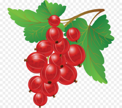 Redcurrant Blueberry Fruit Clip art - blueberry png download - 789 ...