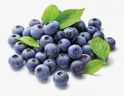 Blueberry, Fruit, Blueberry Clipart PNG Image and Clipart for Free ...