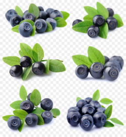 Blueberry Fruit Bilberry Lingonberry - Fresh blueberries png ...