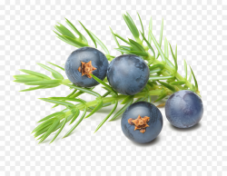 Gin Juniper berry Essential oil Common juniper - blueberries png ...