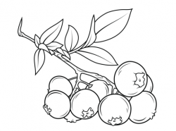Blueberry branch coloring page from Blueberry category. Select from ...