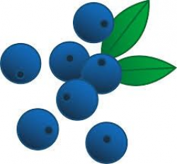 10 best blåbær images on Pinterest | Blueberry, Blueberries and ...