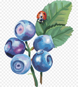Blueberry Drawing at GetDrawings.com | Free for personal use ...