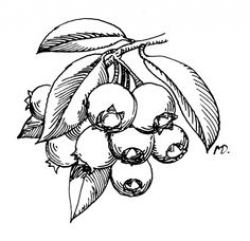 Blueberries coloring page from Blueberry category. Select from 24104 ...