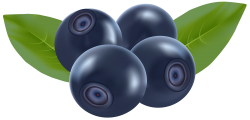 Blueberries PNG Clip Art - Best WEB Clipart