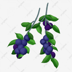 Hand Drawn Two Bunches Of Blueberries Illustration ...
