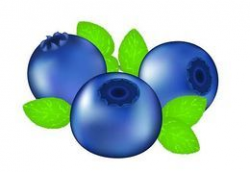 Blueberry Clipart Vector Graphics. 1,323 blueberry EPS clip art ...