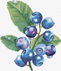 Vector Lantern Fruit Blueberry Fruit,blueberry, Fruit, Cape ...