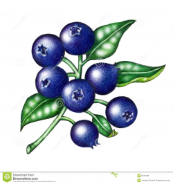 Blueberry Clipart Black And White | Clipart Panda - Free Clipart Images