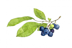 Blueberry Bush Drawing at GetDrawings.com | Free for personal use ...