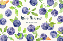 Watercolor Clipart Blueberry ~ Illustrations ~ Creative Market