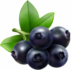 Blueberry Transparent Clip Art Image | Gallery Yopriceville - High ...