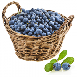 Blueberry Basket Cliparts - Cliparts Zone