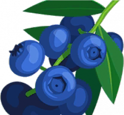 Clipart Of Blueberries , Transparent Cartoon - Jing.fm