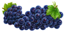 Lofty Design Ideas Blueberry Clipart Blueberries Clip Art At Clker ...