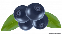 9 Fascinating Blueberry Fruit Clipart - Fruit Names A-Z With Pictures