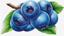 Blueberry, Fruit, Food PNG Image and Clipart for Free Download